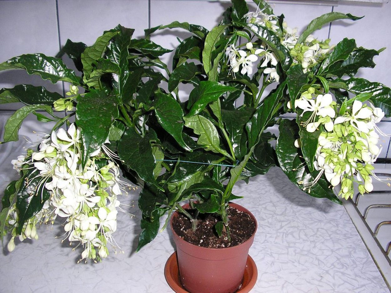 Клеродендрум Уоллича Просперо