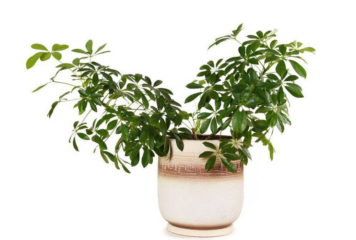 Полив шеффлеры