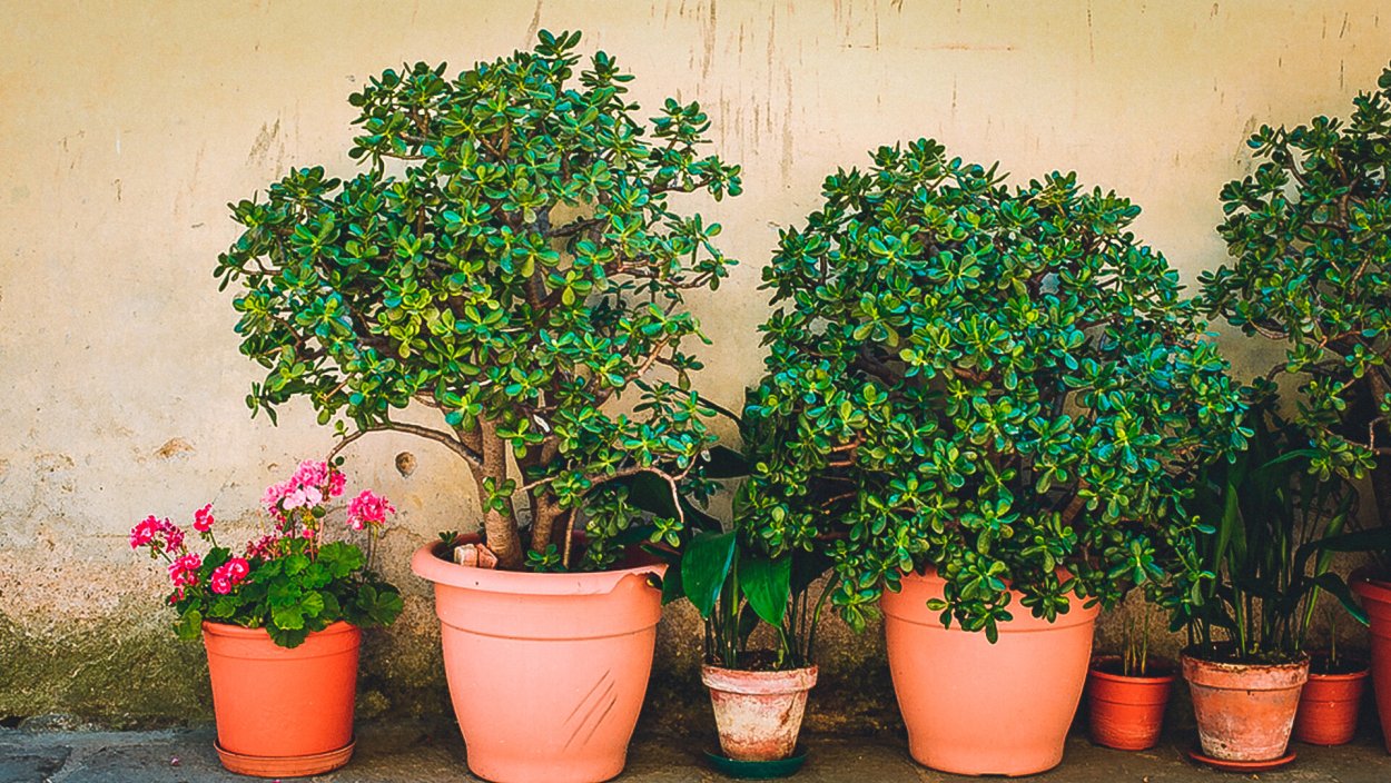 Туласи Мирт