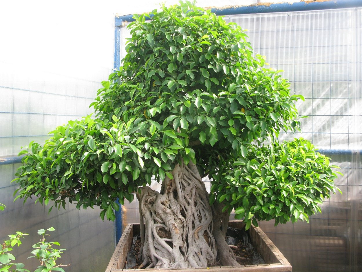 Фикус Бенджамина большой