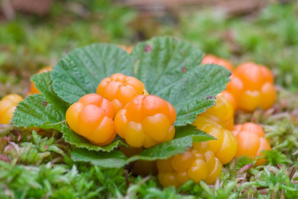 Загадка про морошку