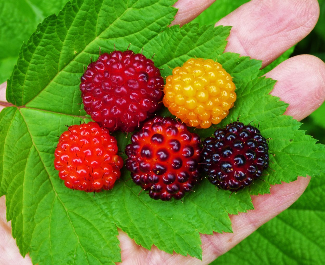 Малина Княженика