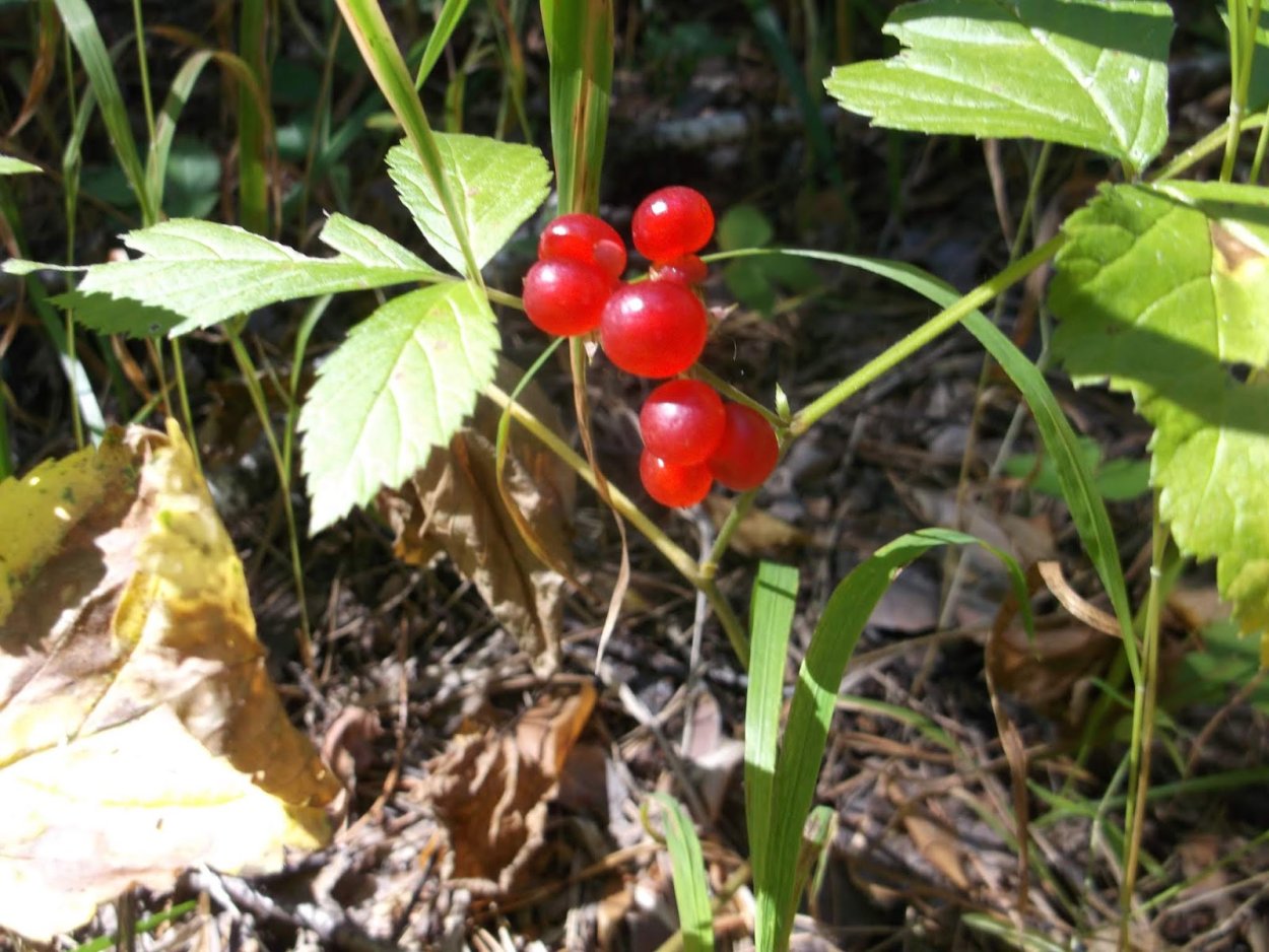 Ягода костяника Сахалинская