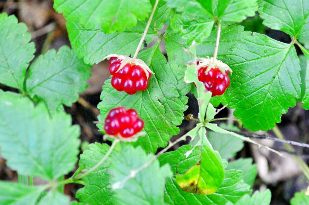 Княженика ягода Садовая