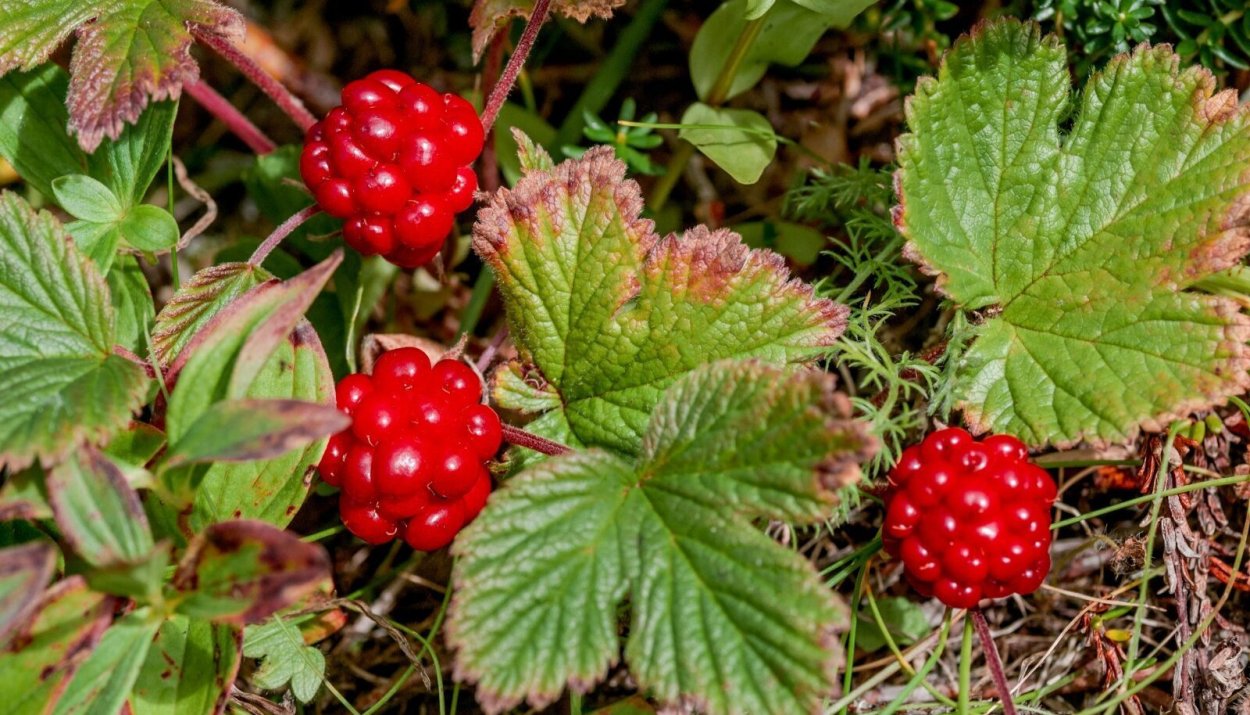 Царская ягода Княженика