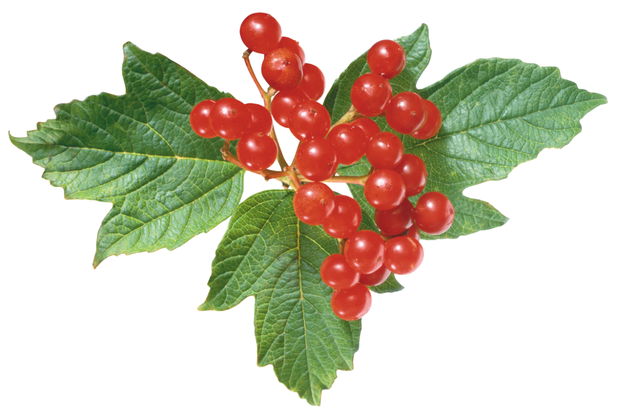 Калина обыкновенная