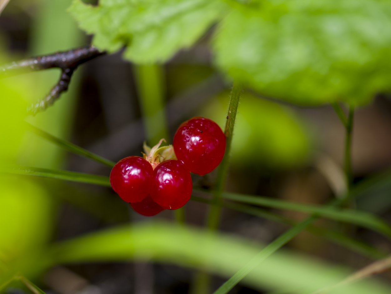 Костяника ягода съедобная