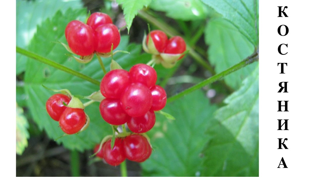 Костяника для детей