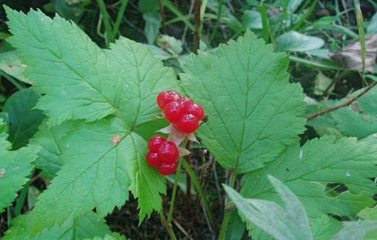 D костяника