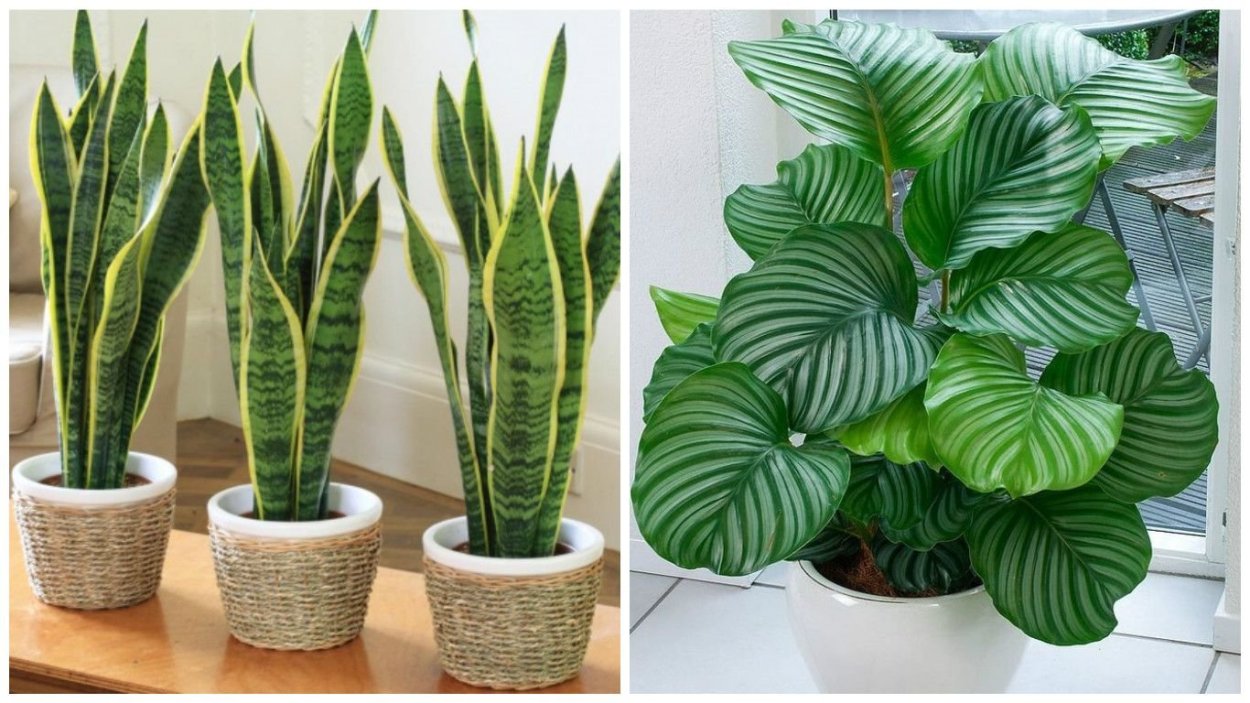 Ядовитые комнатные цветы неприхотливые