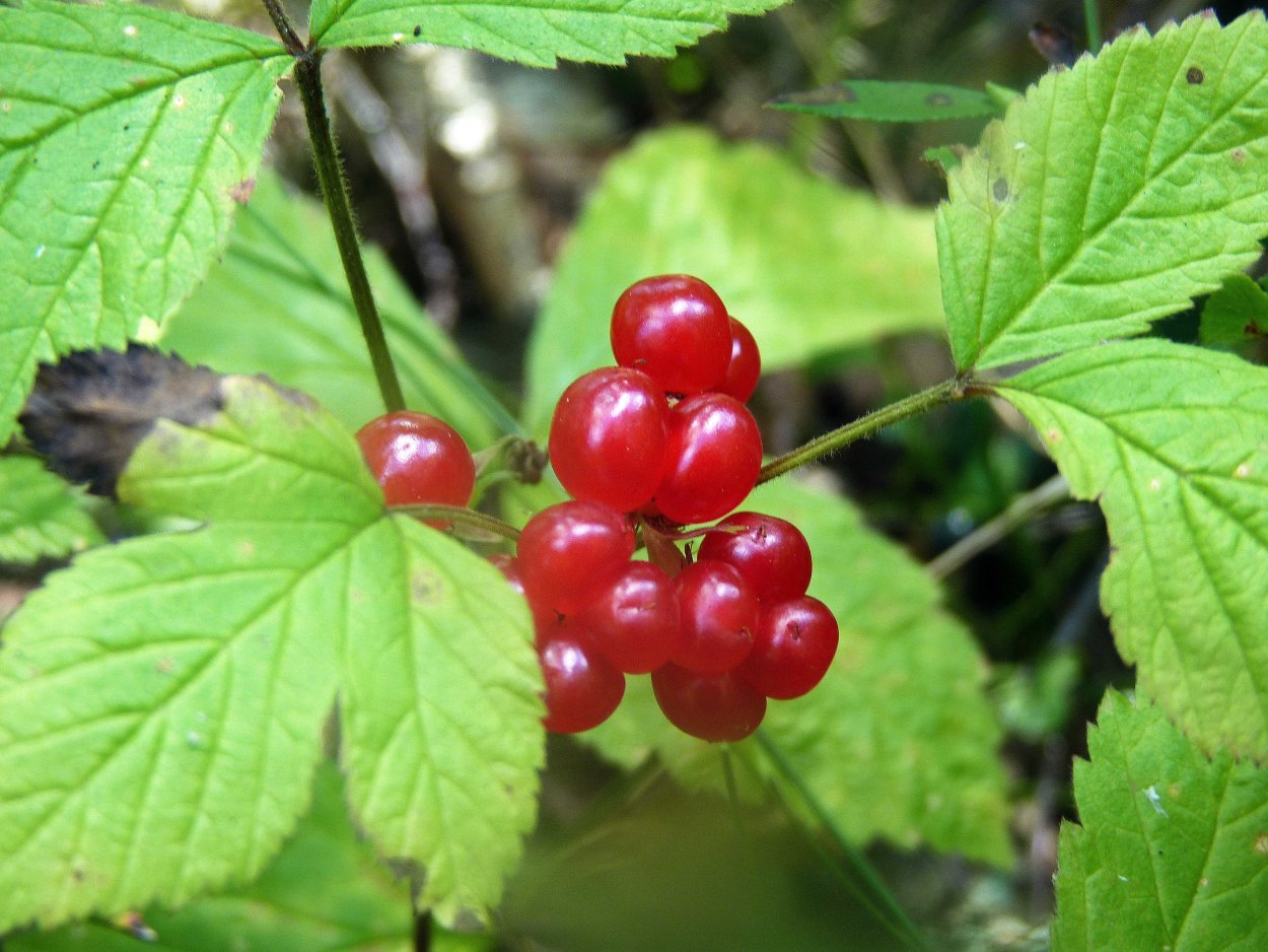 Лесная ягода костяника