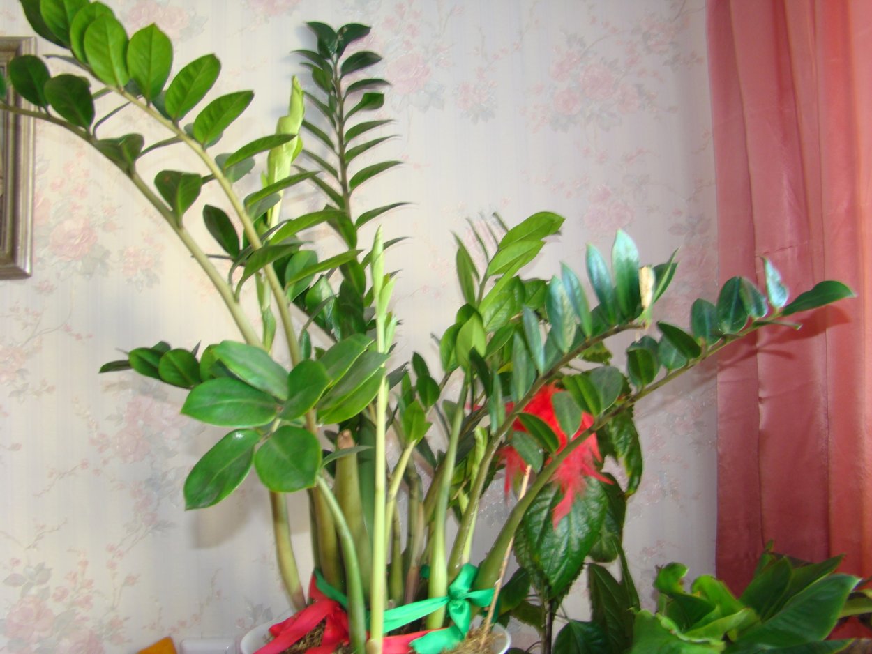 Пальма замиокулькас