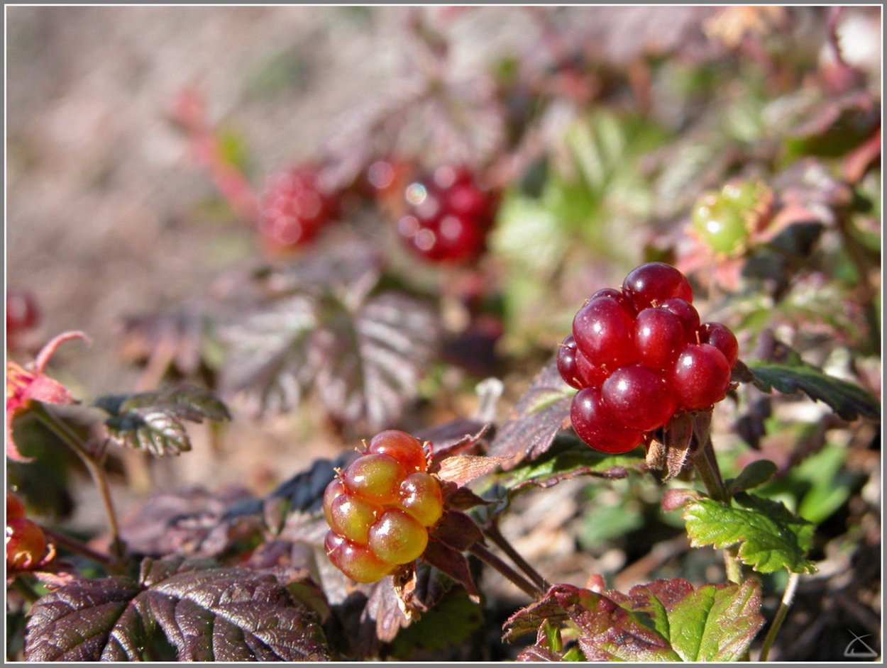 Княженика и Морошка