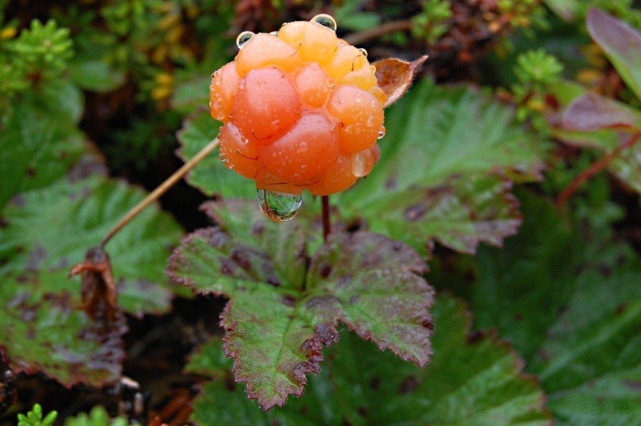 Царская ягода Княженика