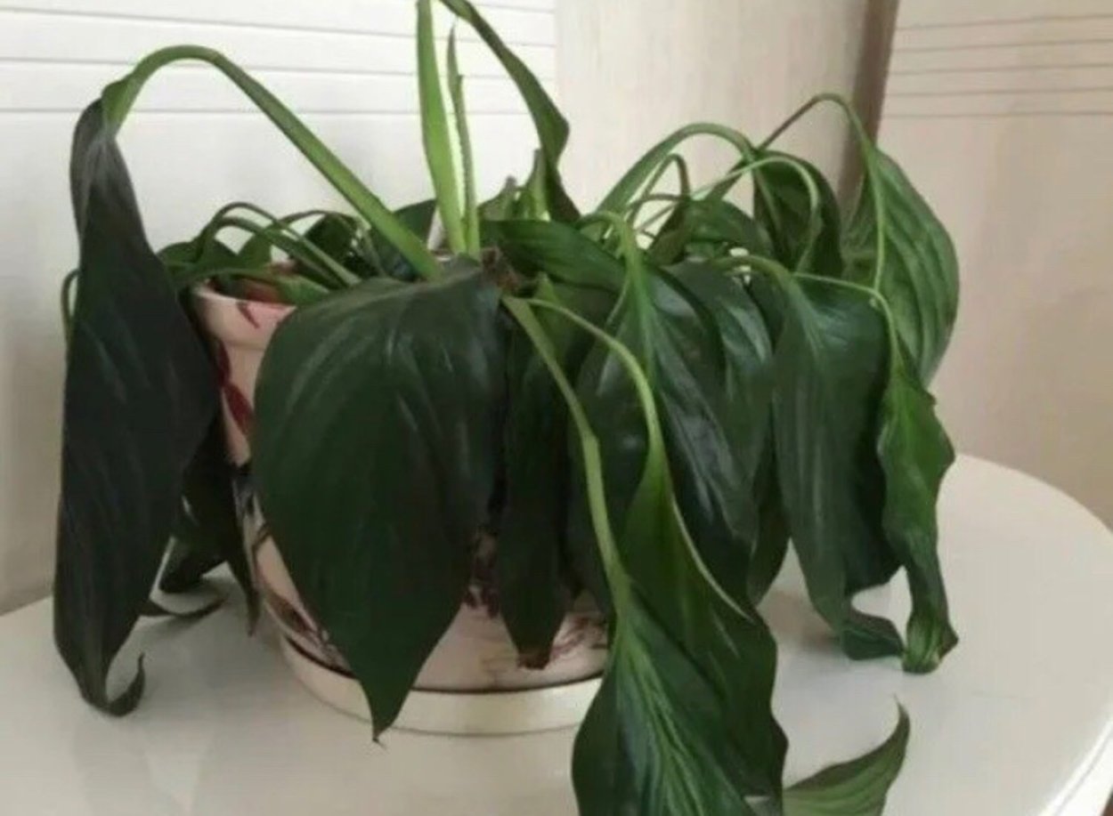 Спатифиллум чахнет