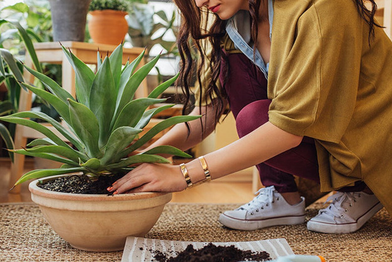Человек и комнатные растения