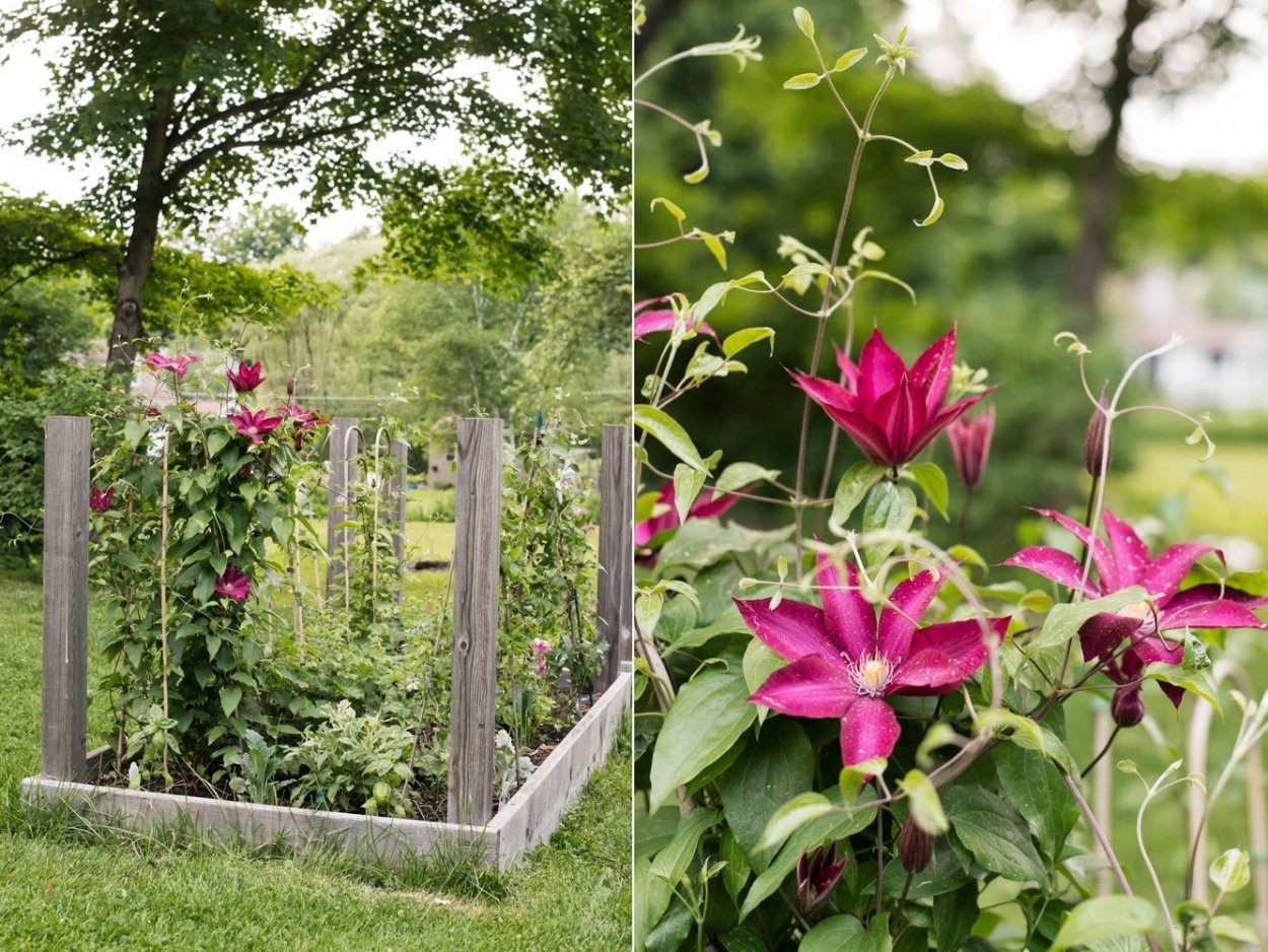 Клематис Bourbon