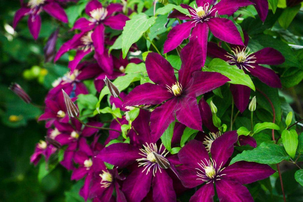 Клематис (Clematis)