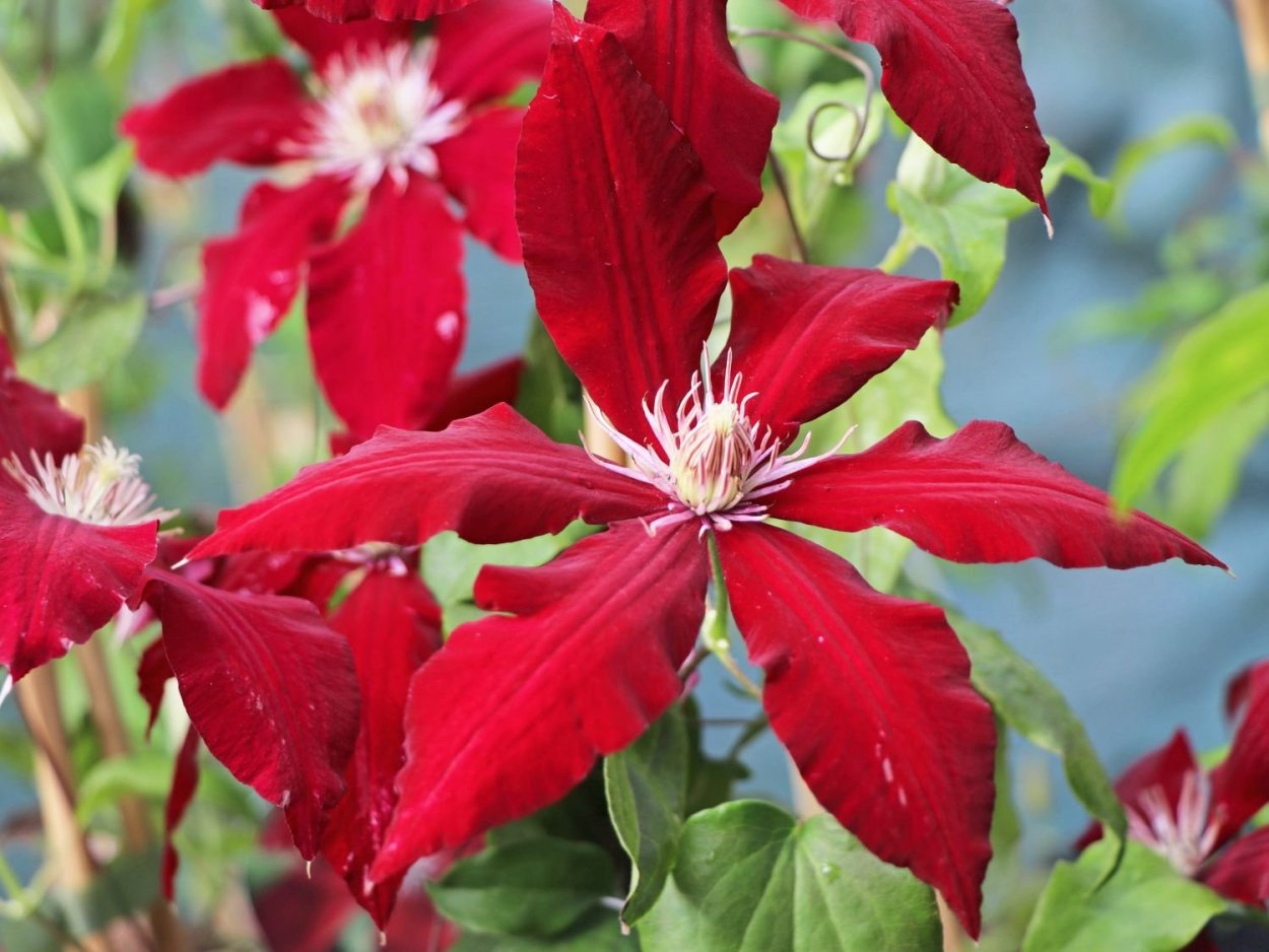 Клематис витивестер (к) Vitiwester