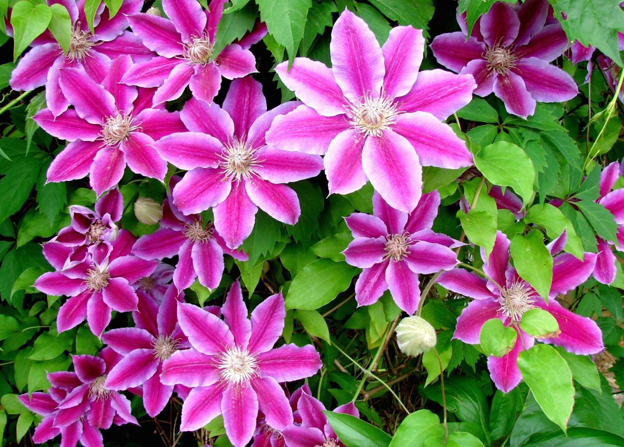 Клематис Пинк Бьюти