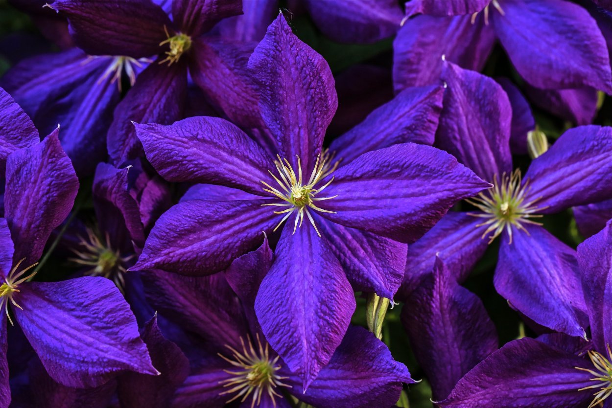 Двудольные клематис