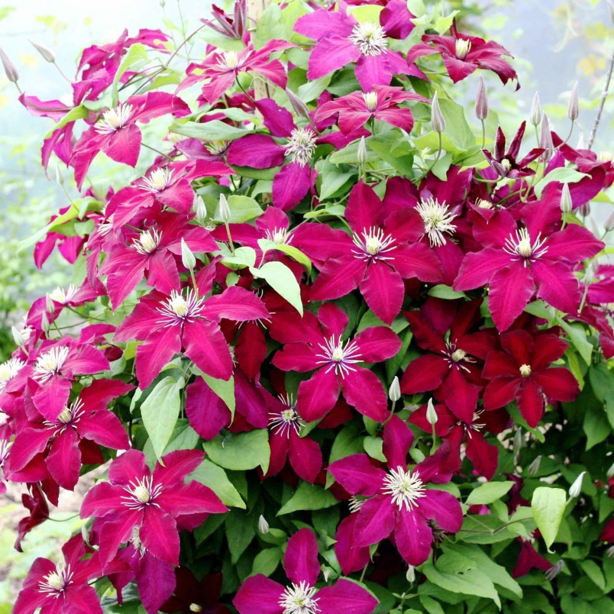 Клематис Ниобе Niobe