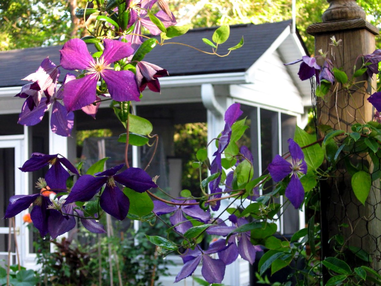 Клематис ампельный