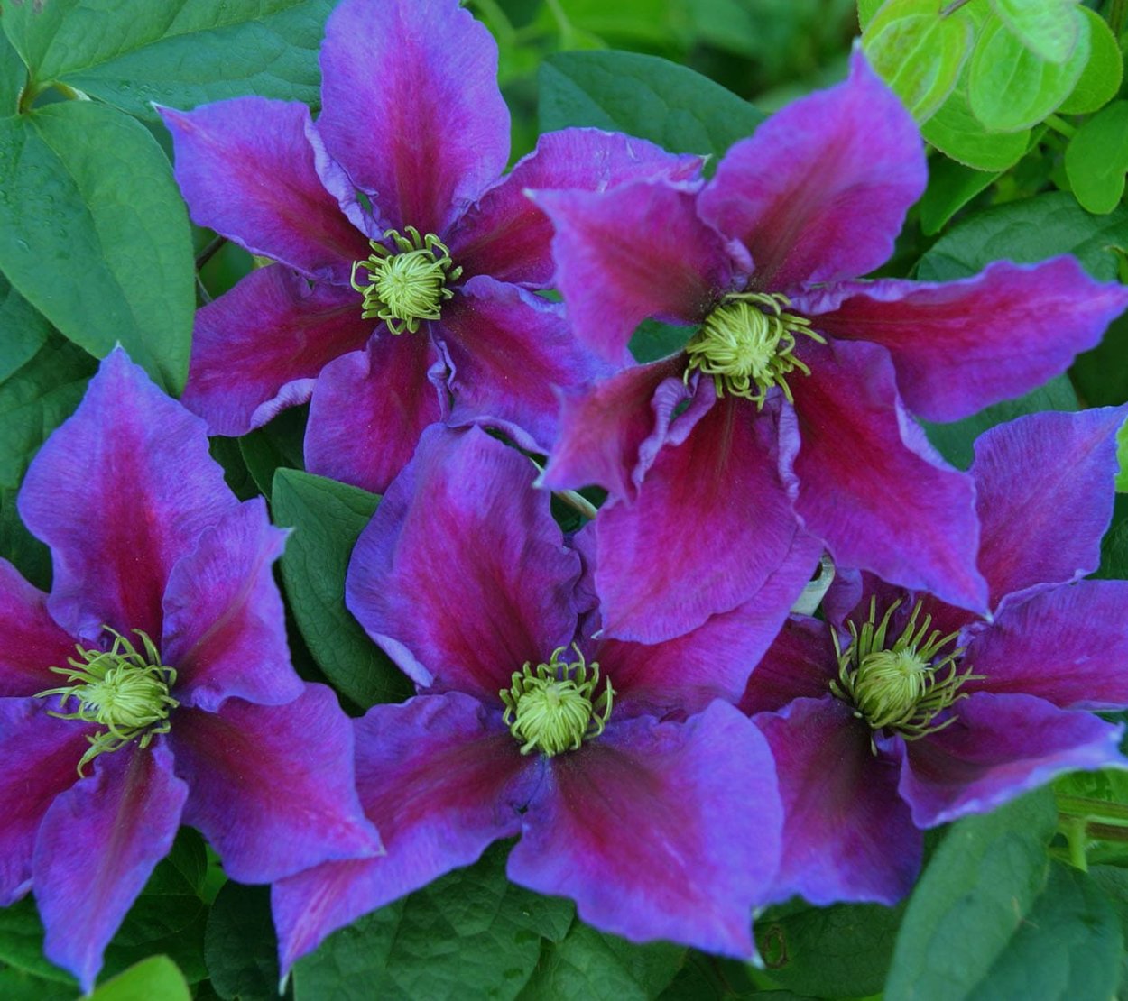 Клематис Уайлдфайр