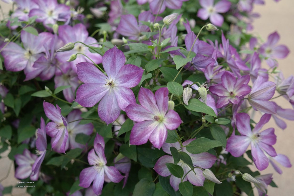 Клематис Пернель