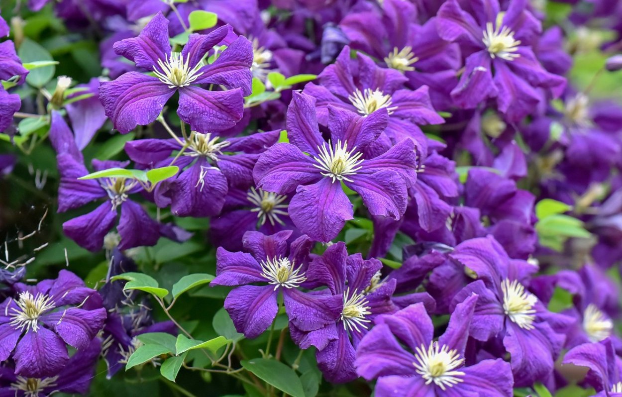 Клематис (Clematis Temptation)