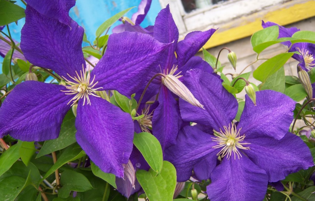 Клематис Лоусониана