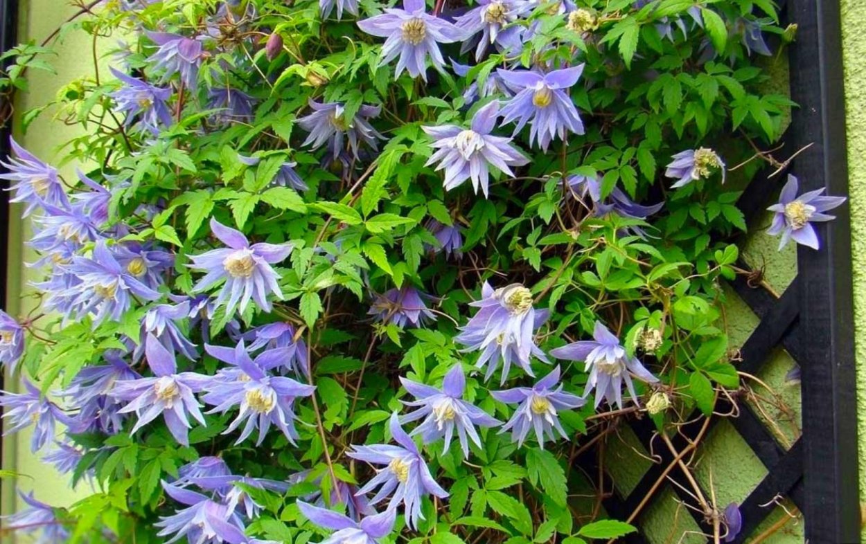Клематис Сибирский княжик