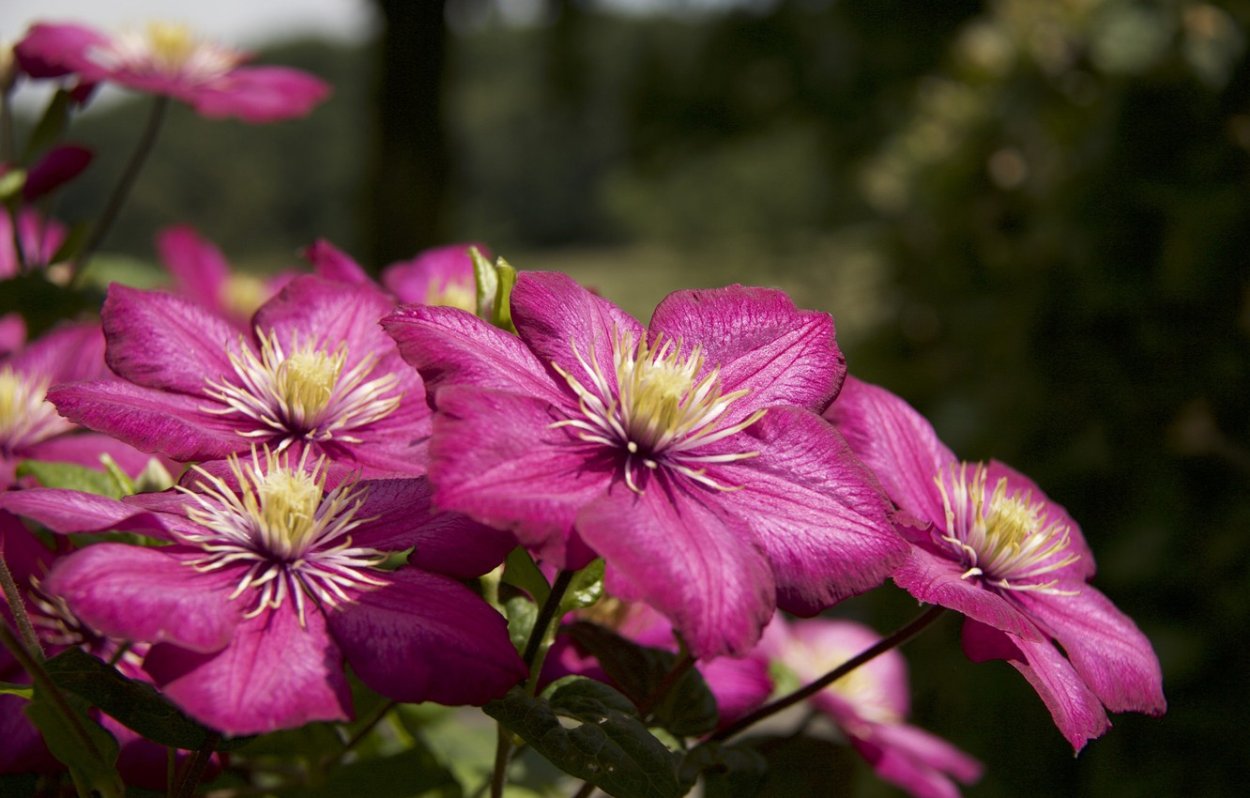 Клематис цветение