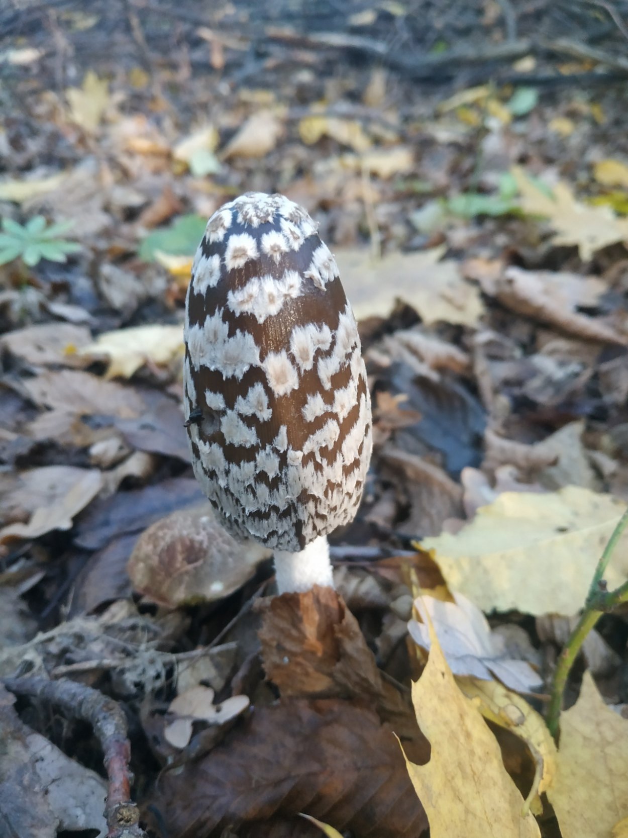 Навозник пестрый