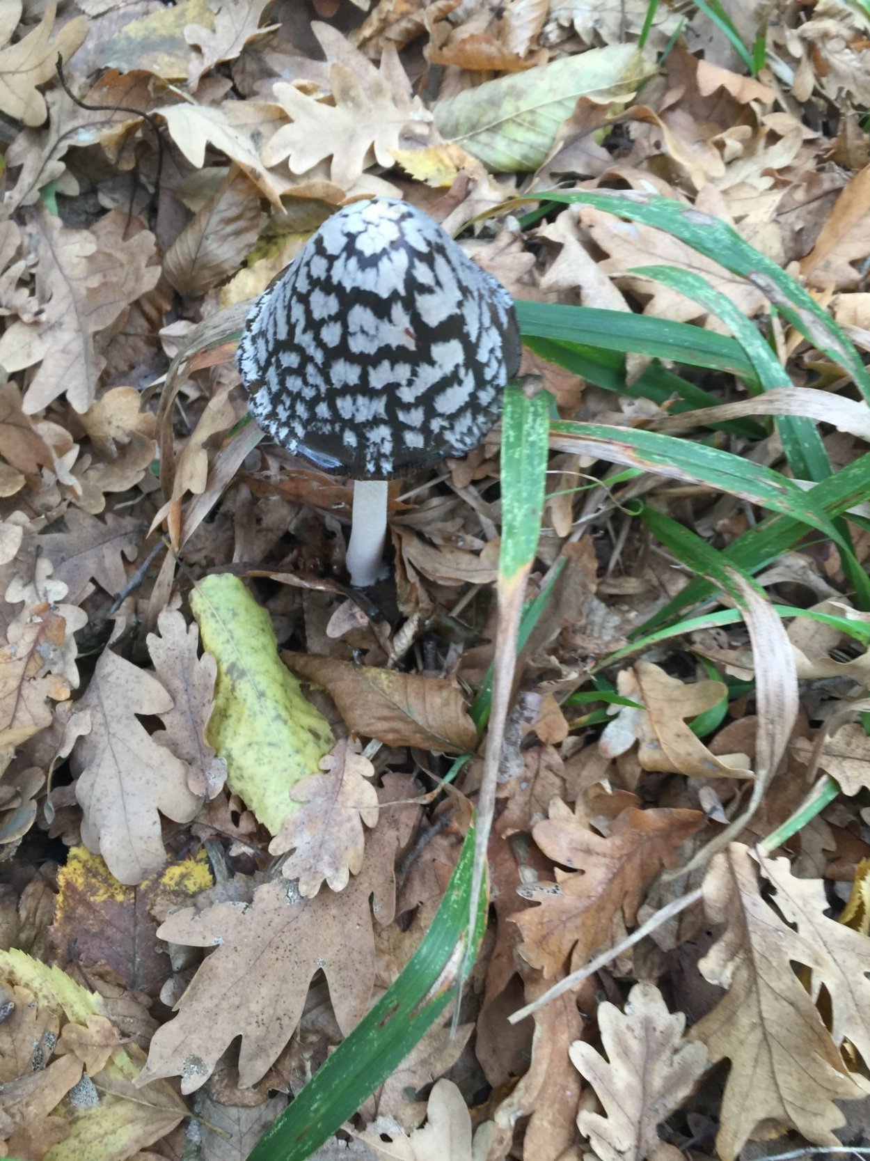 Гриб навозник дятловый