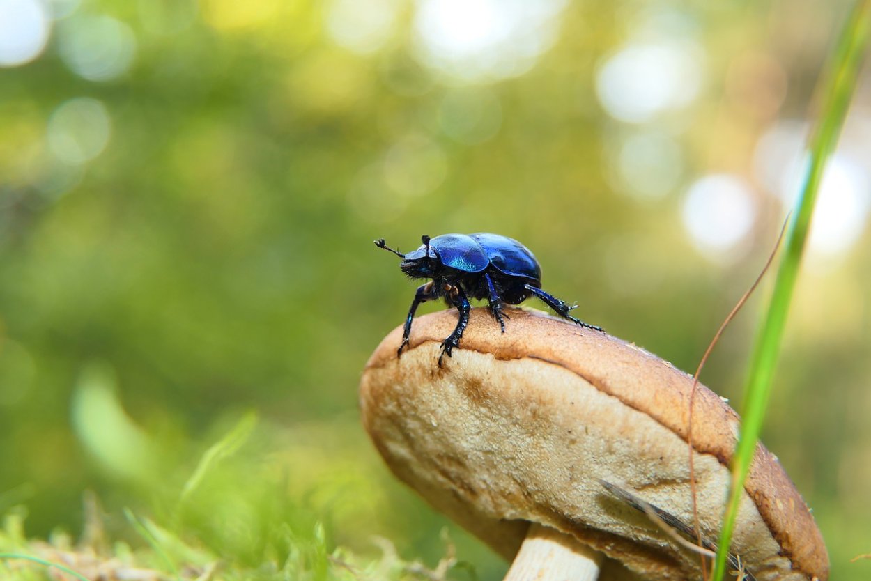 Жуки в грибах