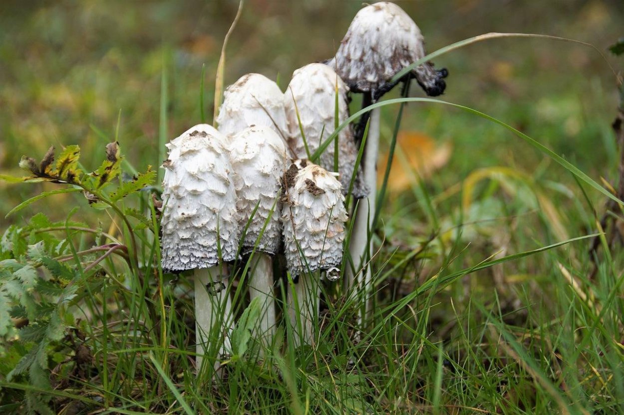 Навозник белый (лат. Coprinus comatus)