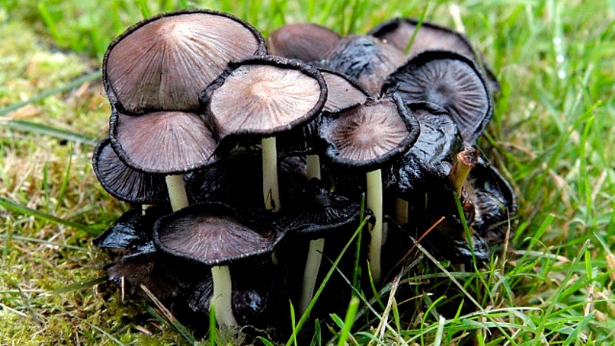 Навозник серый Coprinus atramentarius