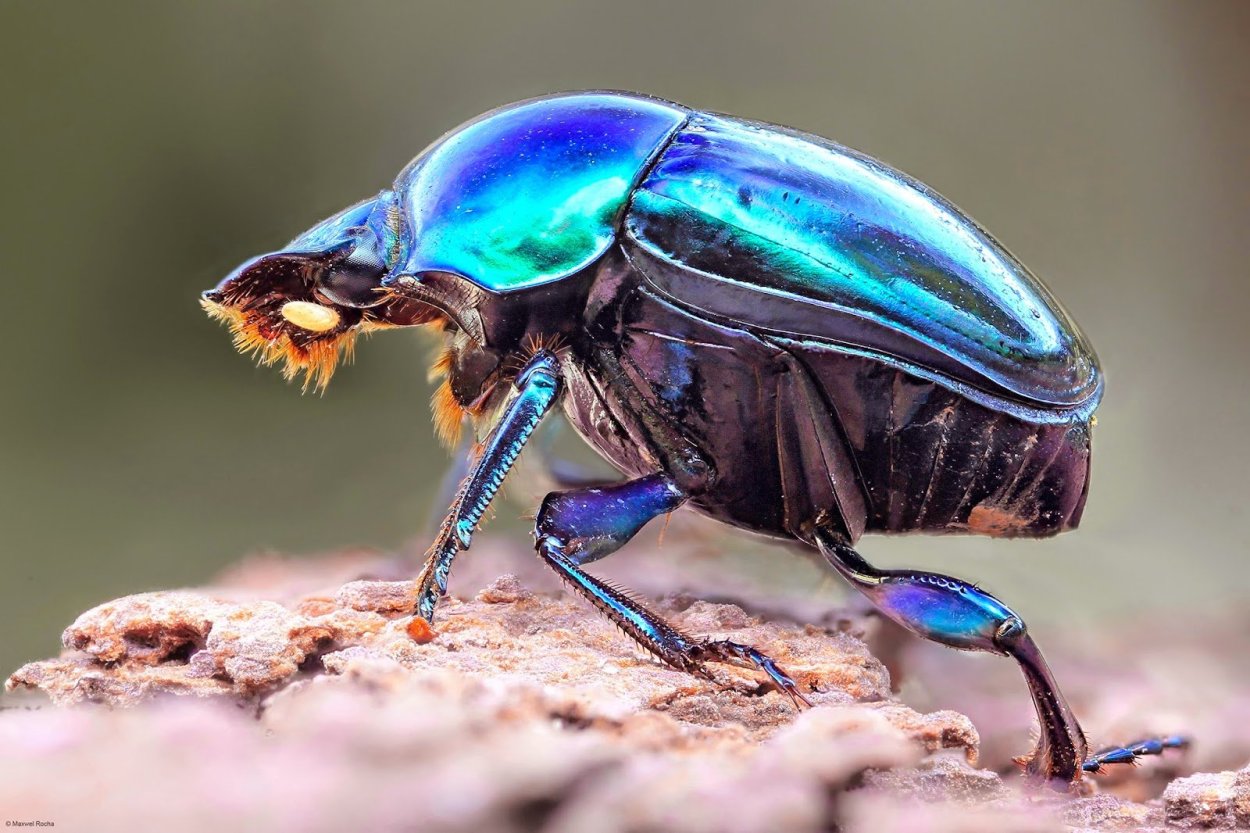 Майский Жук и Жук навозник