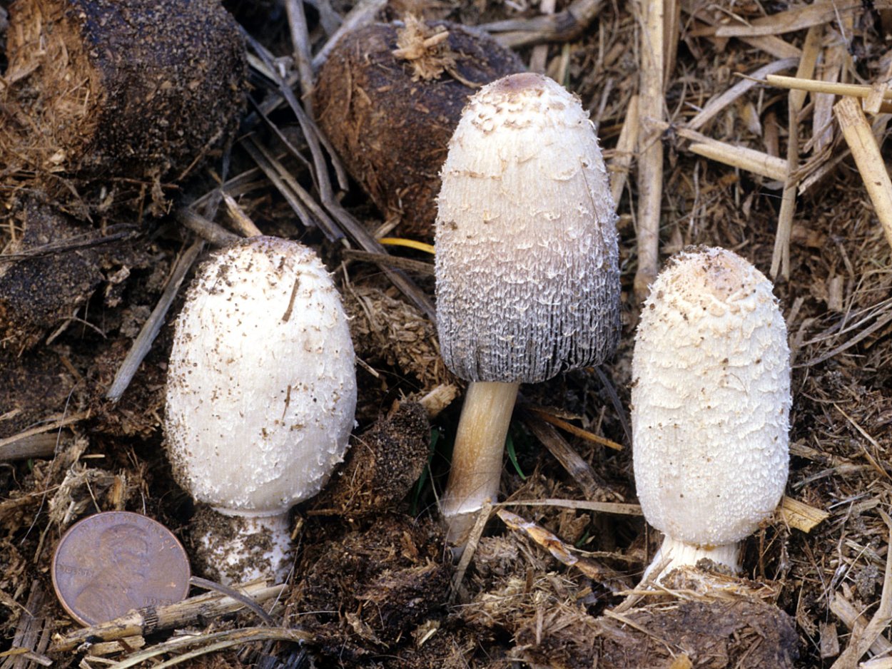 Навозник белый Coprinus comatus