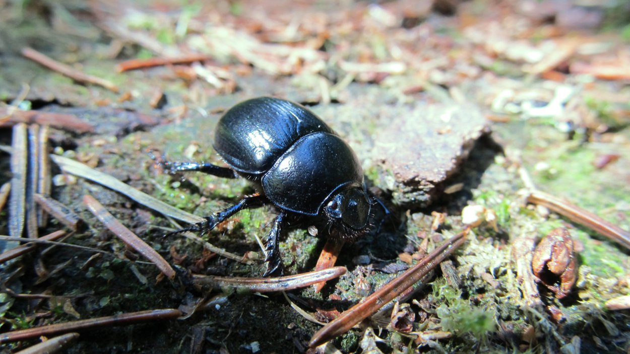 Лапы жука навозника