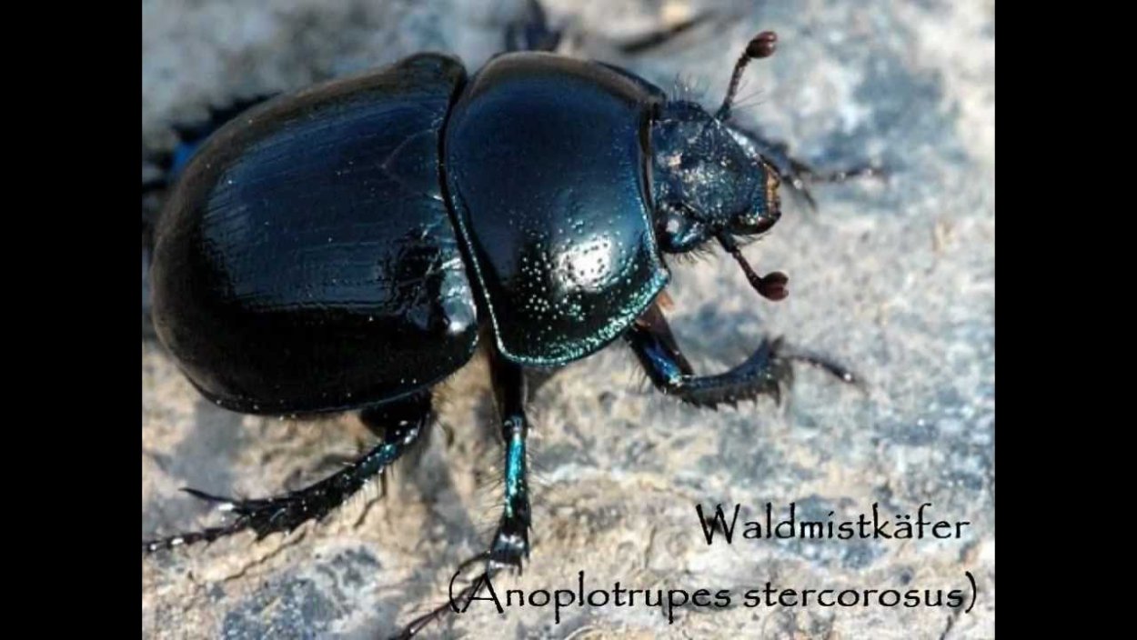 Жук навозник Лесной