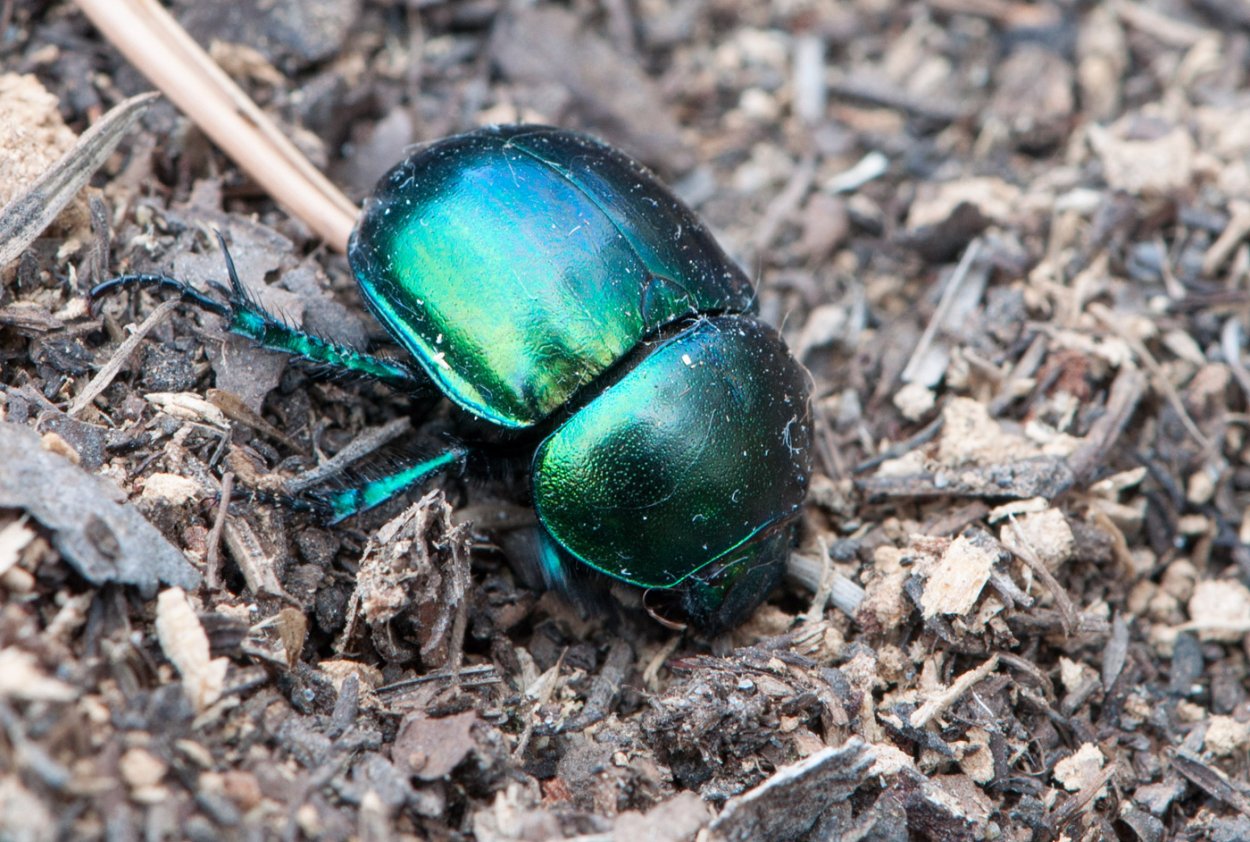Навозник весенний (Trypocopris vernalis)