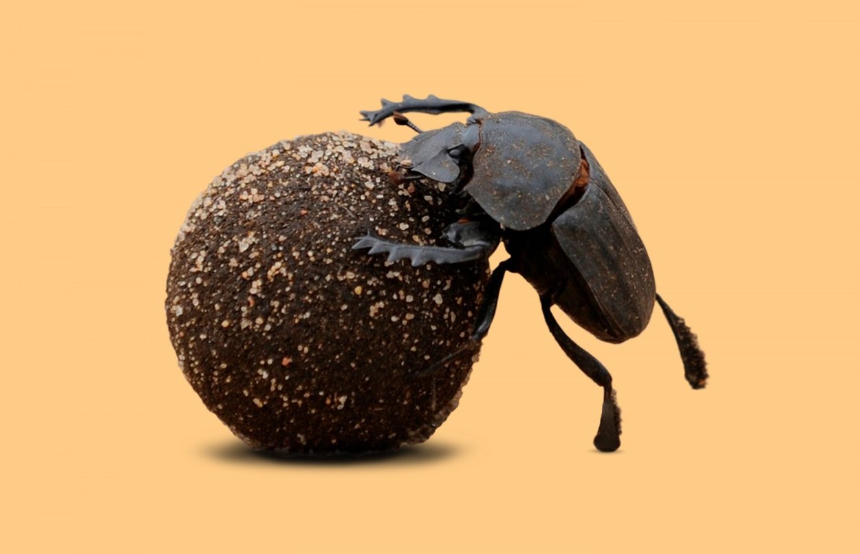 Священный скарабей