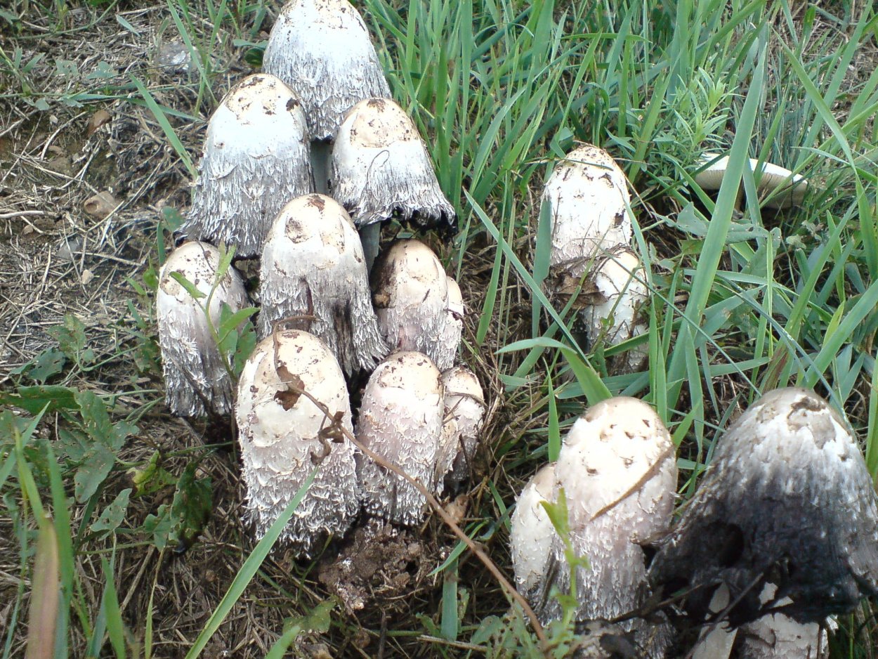 Гриб навозник от алкоголизма