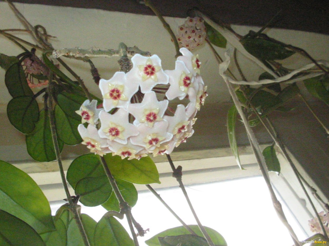 Хойя восковой плющ вред