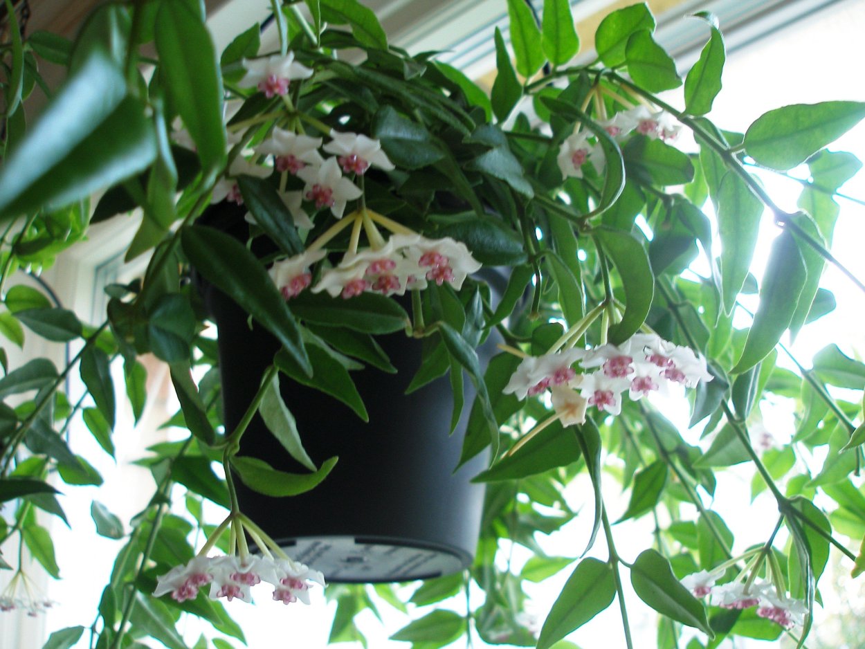 Хойя длиннолистная восковой плющ