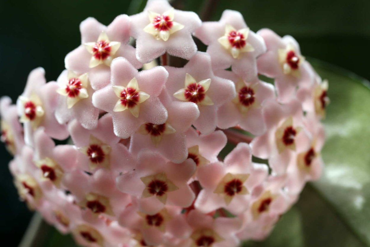 Хойя восковой плющ