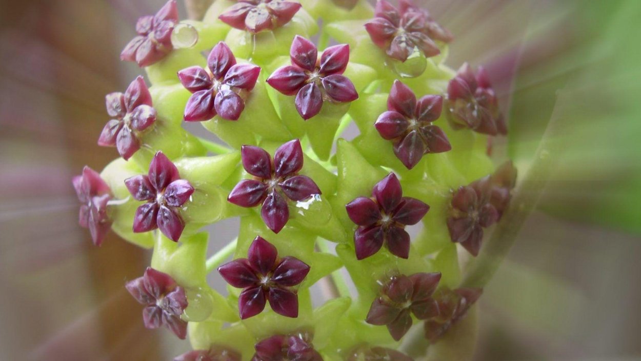 Хойя Амоэна