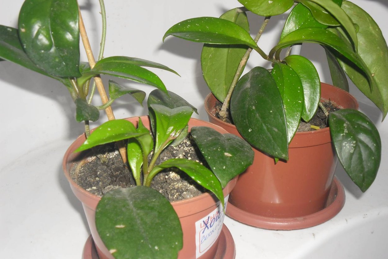 Фикусовые Хойя